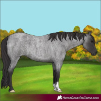 Horse Color:Smoky Blue Roan 