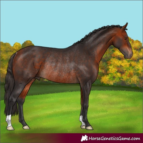 Horse Color:Bay Rabicano