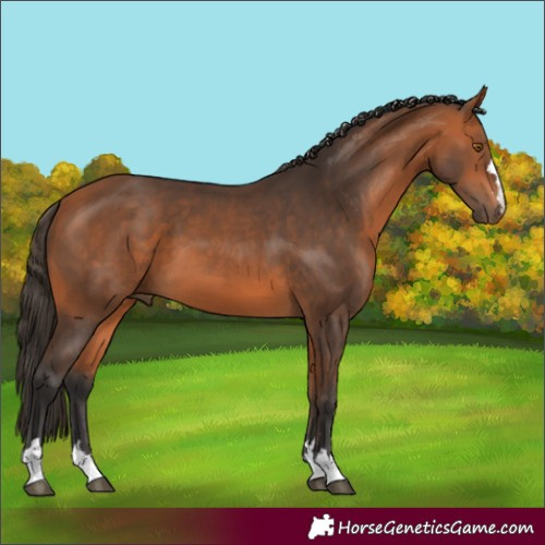 Horse Color:Bay 