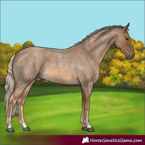 Horse Color:Chocolate Palomino Roan