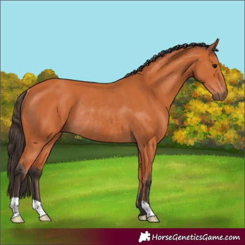 Horse Color:Bay Rabicano