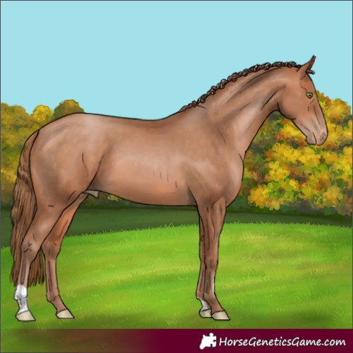 Horse Color:Bay Pearl