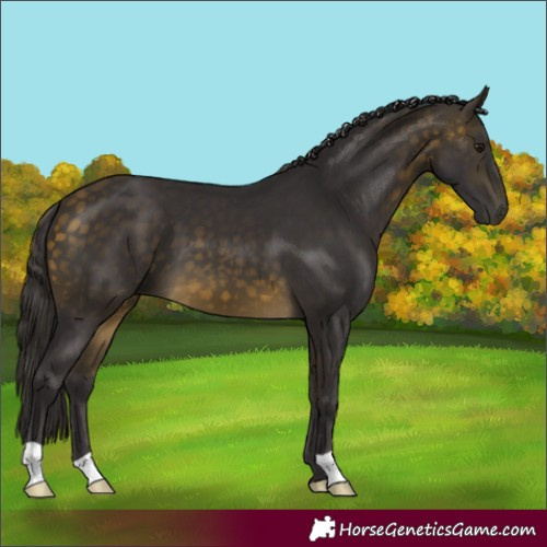 Horse Color:Buckskin 