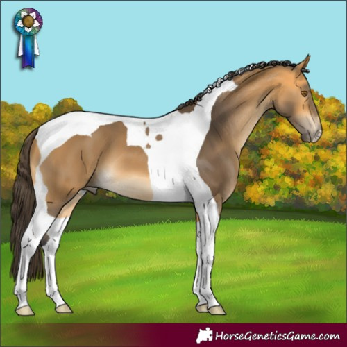 Horse Color:Buckskin Tobiano