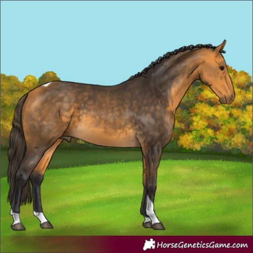 Horse Color:Buckskin Tobiano 