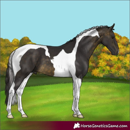 Horse Color:Buckskin Tobiano 