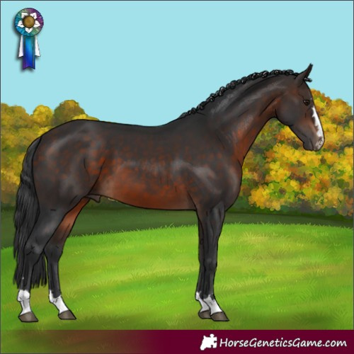 Horse Color:Bay 