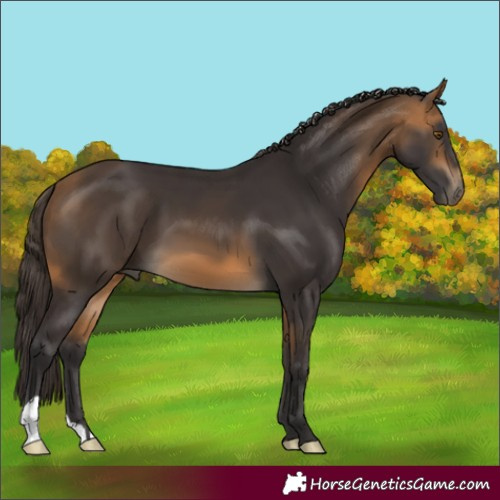 Horse Color:Buckskin 
