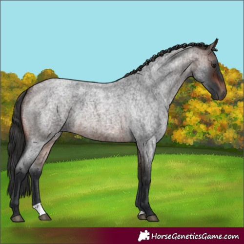 Horse Color:Brown Roan