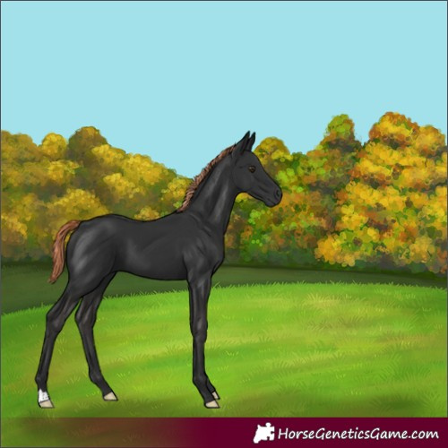 Horse Color:Liver Chestnut