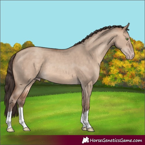 Horse Color:Amber Champagne Dun