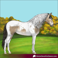 Horse Color:Gray Buckskin Dun Tobiano Brindle