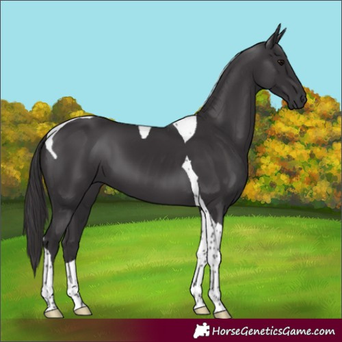 Horse Color:Smoky Black Tobiano 
