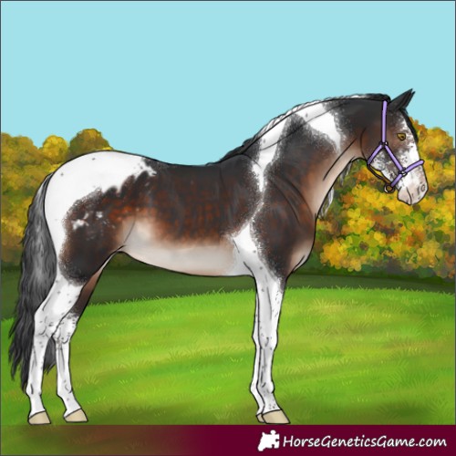 Horse Color:Brown Sabino Tobiano Appaloosa 