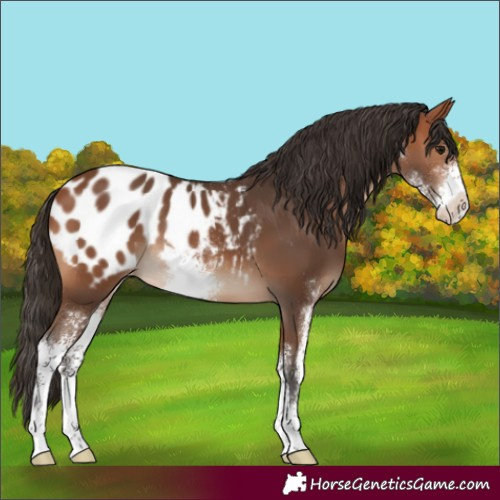 Horse Color:Bay Sabino Appaloosa 