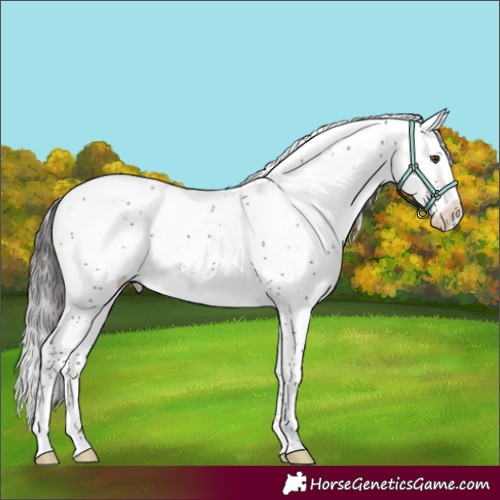 Horse Color:Brown Sabino Appaloosa 