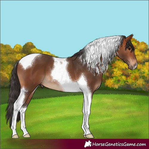 Horse Color:Bay Tobiano 