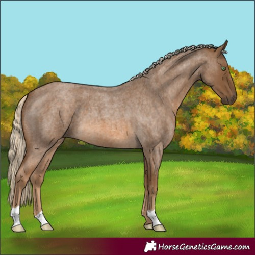 Horse Color:Chocolate Palomino Roan