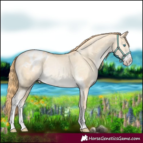 Horse Color:Buckskin Pearl Dun Mushroom Sabino Appaloosa Rabicano Brindle 