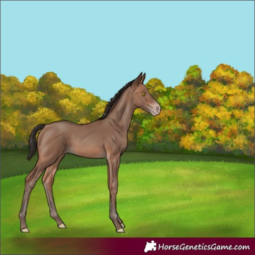 Horse Color:Sable Champagne