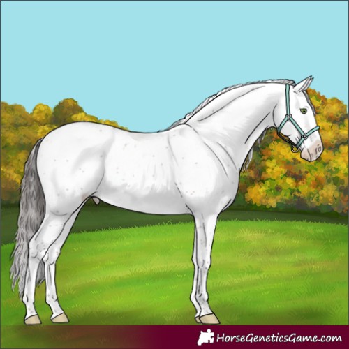 Horse Color:Amber Champagne Mushroom Sabino 