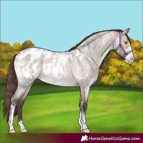 Horse Color:Bay Roan Dun Mushroom Sabino Appaloosa Brindle