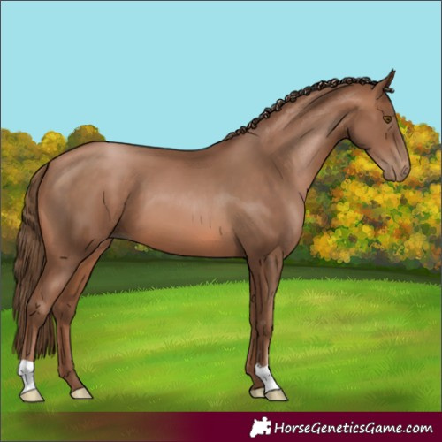 Horse Color:Brown Pearl