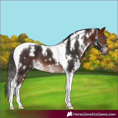 Horse Color:White Spotted Bay Mushroom Tobiano 