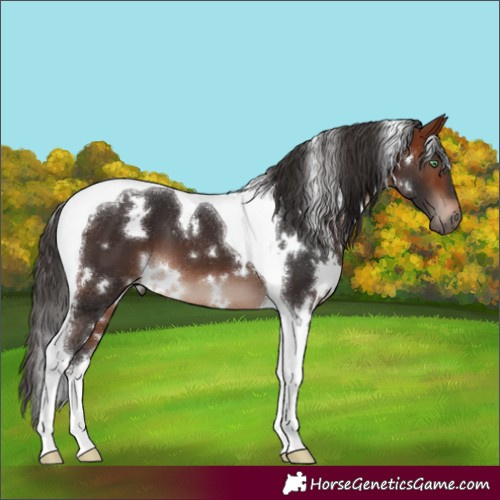 Horse Color:White Spotted Bay Mushroom Tobiano 