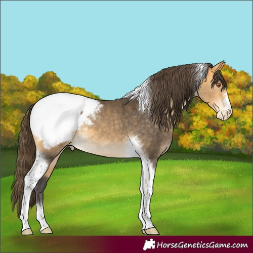 Horse Color:Buckskin Tobiano Appaloosa 