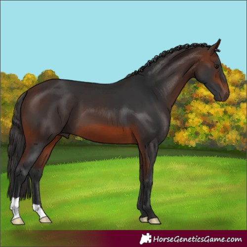 Horse Color:Brown 