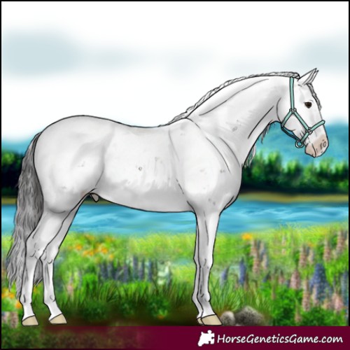 Horse Color:Buckskin Sabino