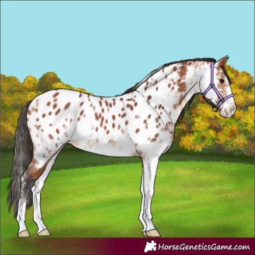 Horse Color:Bay Sabino Appaloosa