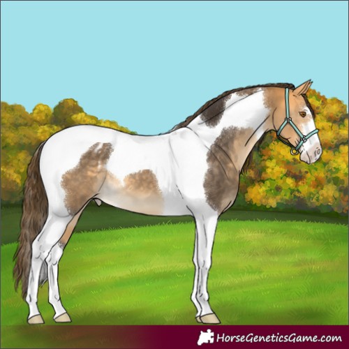 Horse Color:Buckskin Tobiano Appaloosa 