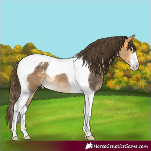 Horse Color:Buckskin Tobiano Appaloosa 