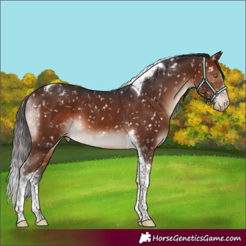 Horse Color:Brown Mushroom Sabino Tobiano Snowflake Varnish