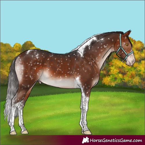 Horse Color:Brown Mushroom Sabino Tobiano Appaloosa 