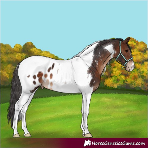 Horse Color:Brown Tobiano Appaloosa