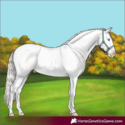 Horse Color:Perlino Dun Splash Tobiano Appaloosa 