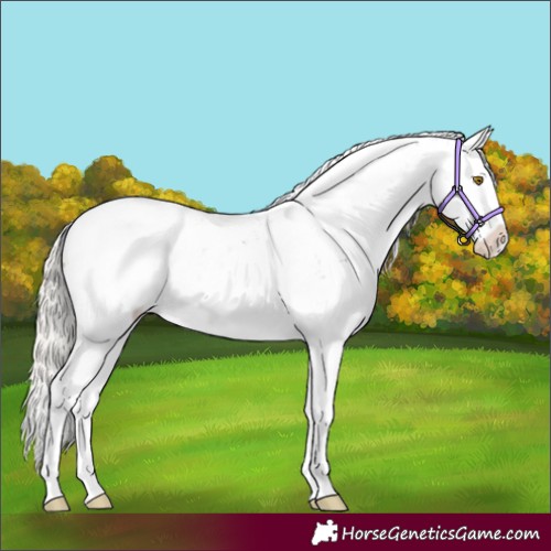 Horse Color:Silver Buckskin Sabino