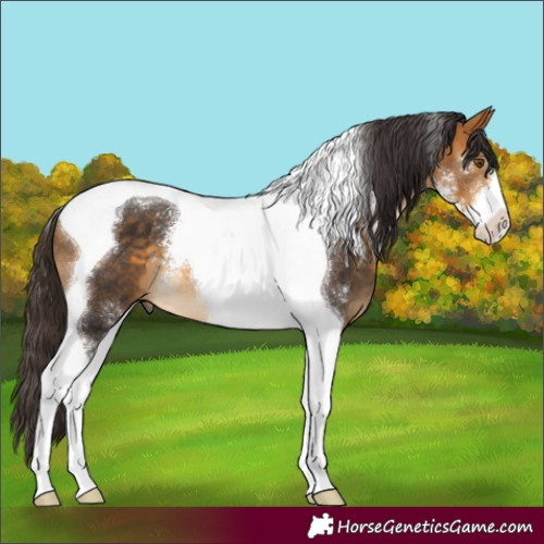 Horse Color:Buckskin Sabino Tobiano 