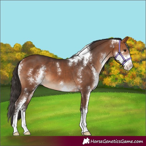 Horse Color:Bay Sabino 