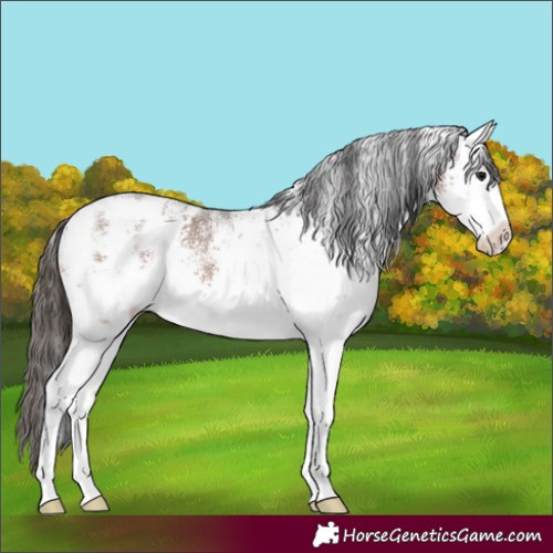 Horse Color:White Spotted Bay Sabino Appaloosa