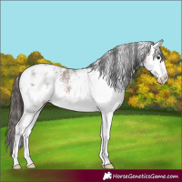 Horse Color:White Spotted Bay Sabino Blanket 