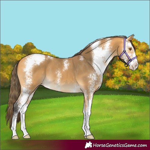 Horse Color:Buckskin Sabino Appaloosa 