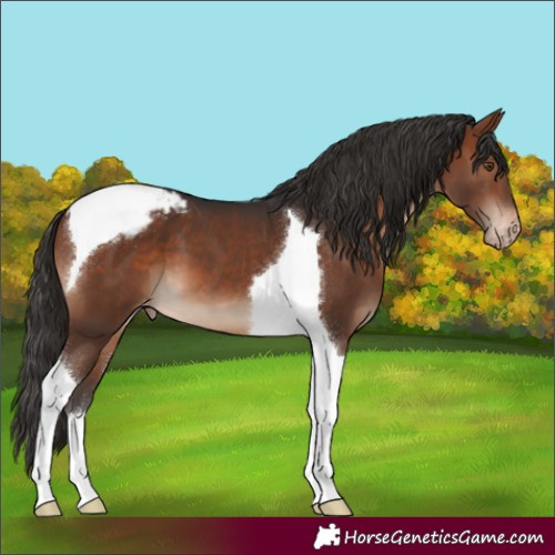Horse Color:Brown Tobiano Appaloosa 