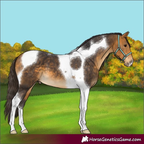 Horse Color:Buckskin Tobiano 