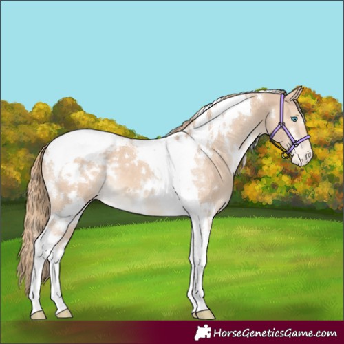 Horse Color:White Spotted Perlino Tobiano Appaloosa 