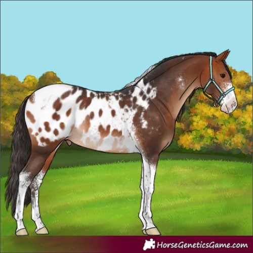 Horse Color:Bay Sabino Tobiano Appaloosa Rabicano