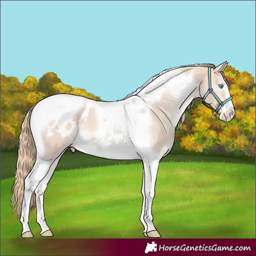 Horse Color:Perlino Tobiano Appaloosa 